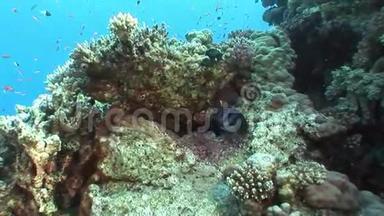 在红海清澈的海水中，鱼的背景明亮的珊瑚。